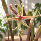 Hippeastrum ‘Tarantula’ - Amaryllis bulb with exotic spider-type flowers