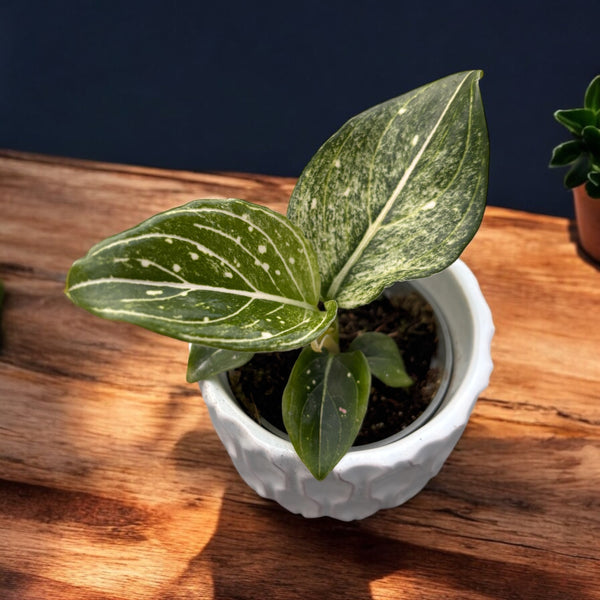 Aglaonema 'Tom’s Pride' *babyplant