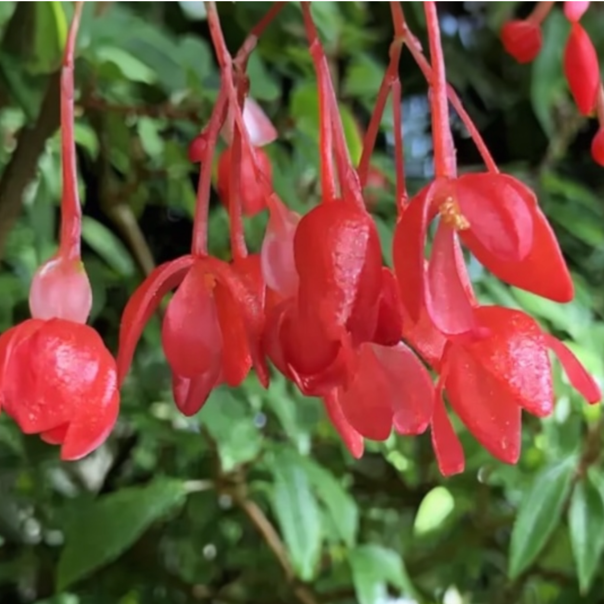 Begonia foliosa var. miniata (Fuchsia Begonia) D9