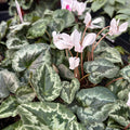 Cyclamen hederifolium ‘Album’ - delicatete de toamna cu flori albe pure si parfum subtil