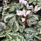 Cyclamen hederifolium ‘Album’ - delicatete de toamna cu flori albe pure si parfum subtil