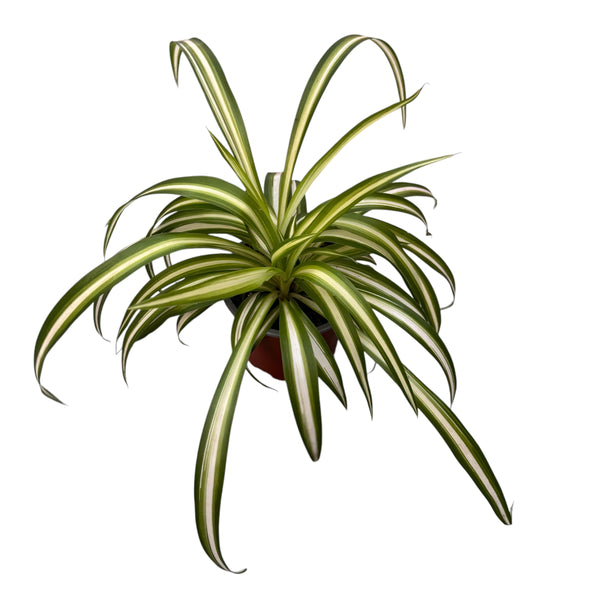 Chlorophytum comosum 'Variegatum' (Brautschleier) – reinigt die Luft