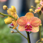 Phalaenopsis Penny Love