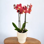 Phalaenopsis Horizon