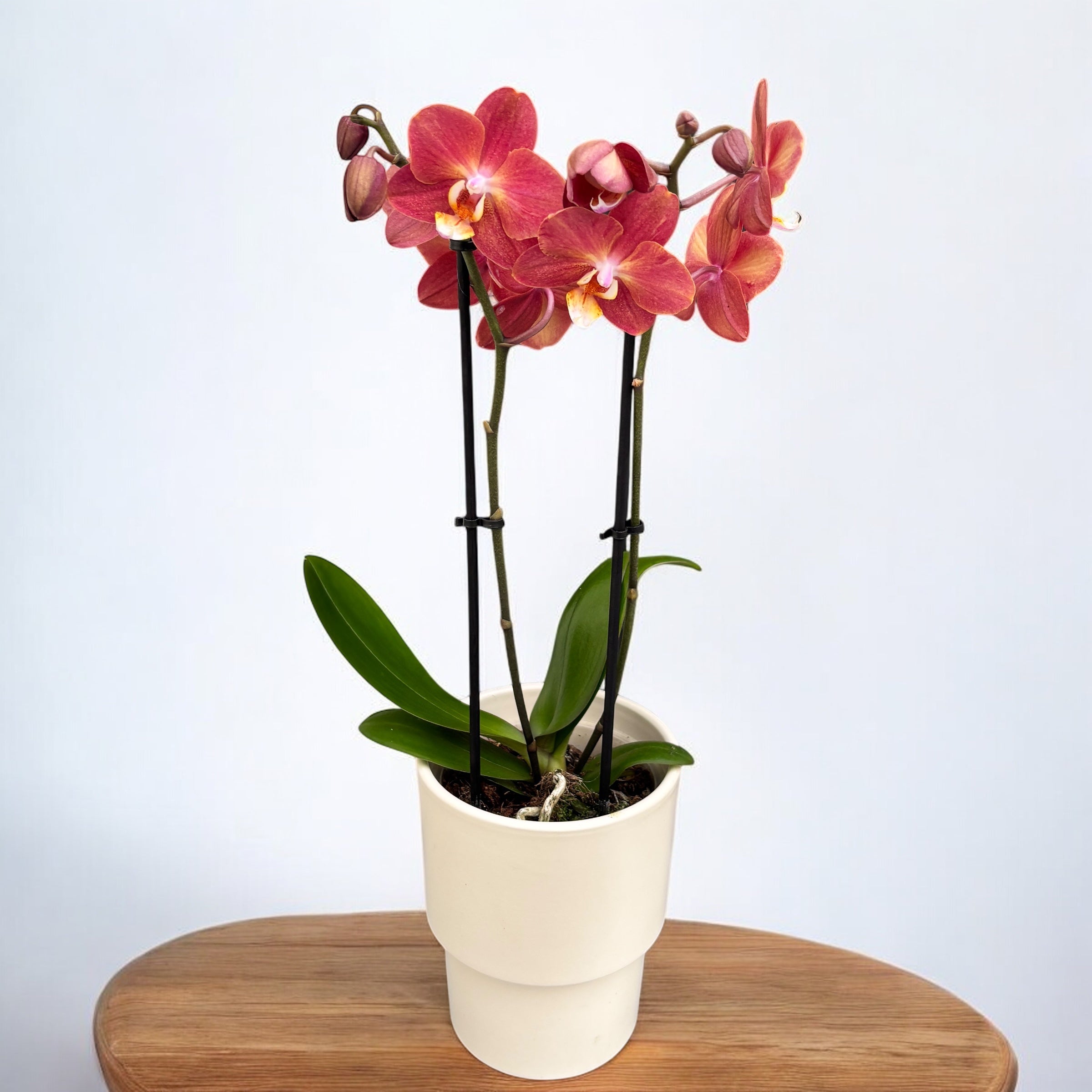 Phalaenopsis Horizon