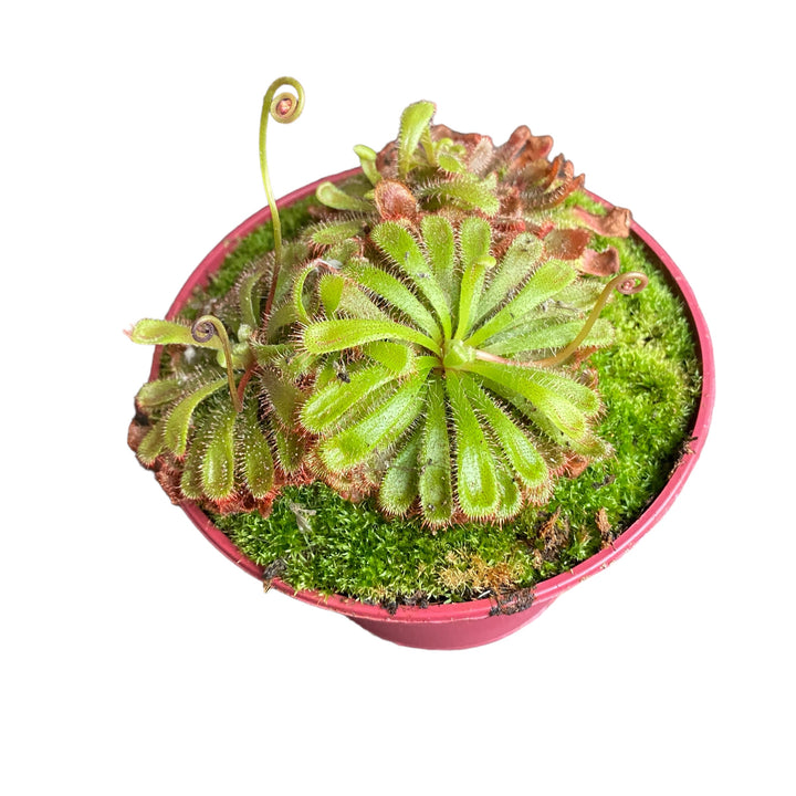 Drosera Aliciae