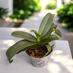 Vdnps. Yih-Cheng Amanda (Phal. Anna-Larati Soekardi × V. miniata)