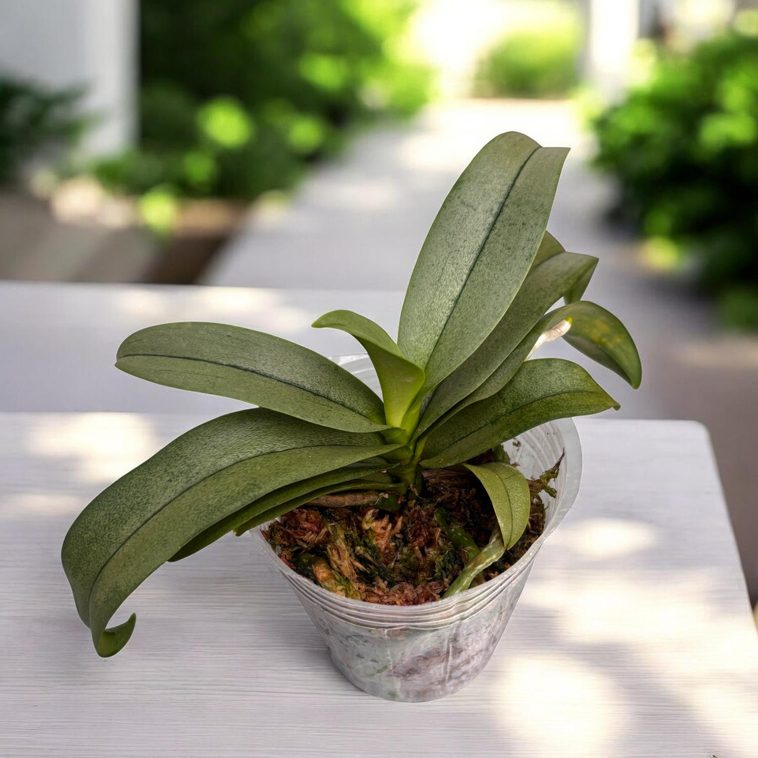 Vdnps. Yih-Cheng Amanda (Phal. Anna-Larati Soekardi × V. miniata)