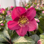Helleborus Red Princess (spanz de iarna) - flori XL