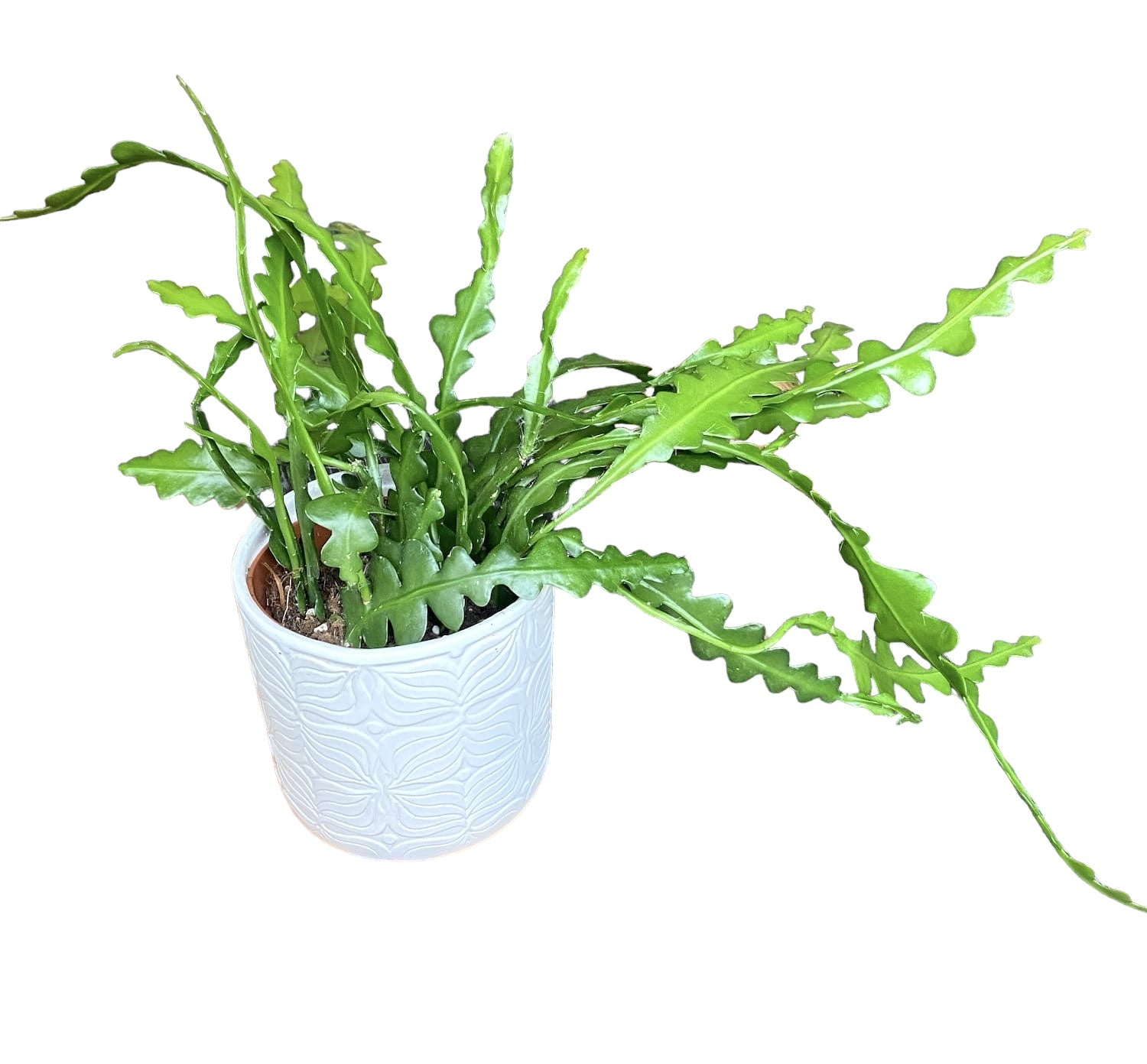 Epiphyllum anguliger (Zig Zag Cactus) D12/10- cactusul orhidee