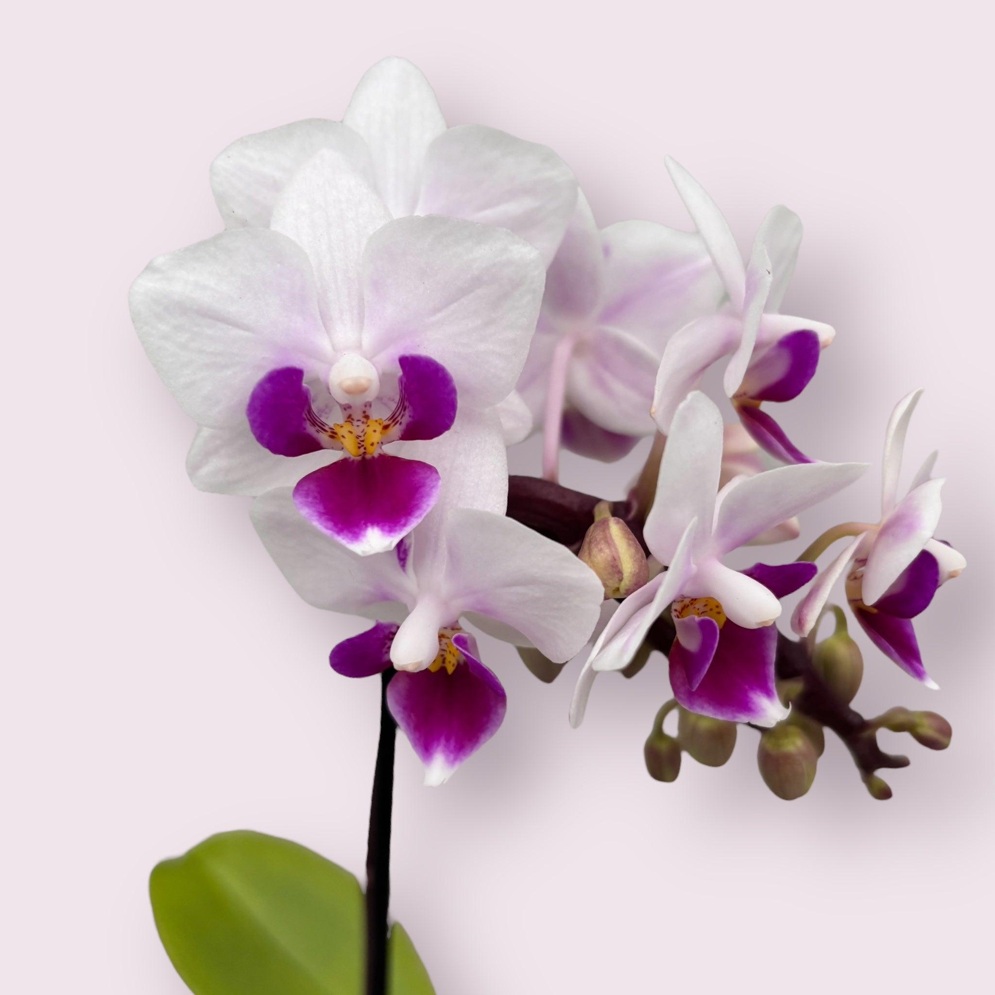 Phalaenopsis Alice (miniatura)