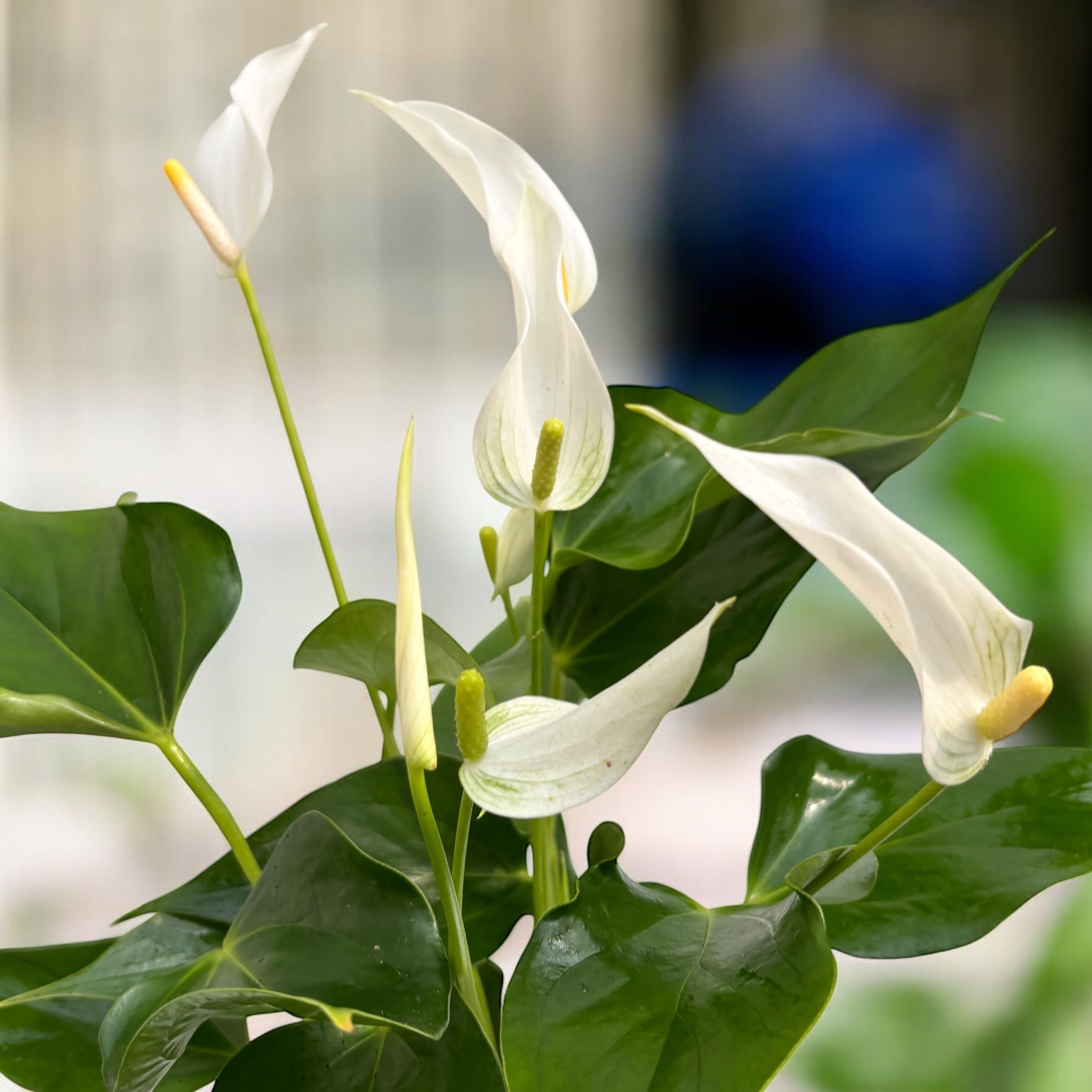Anthurium ‘Banderola Cava White’ -  planta exotica cu flori albe cerate