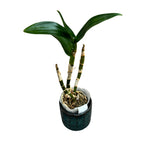 Dendrobium Arcadia 'Coffee'