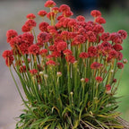 Armeria pseudarmeria 'Ballerina Red' -  Planta perena cu flori rosii globulare, pentru borduri, rocarii si gradini insorite
