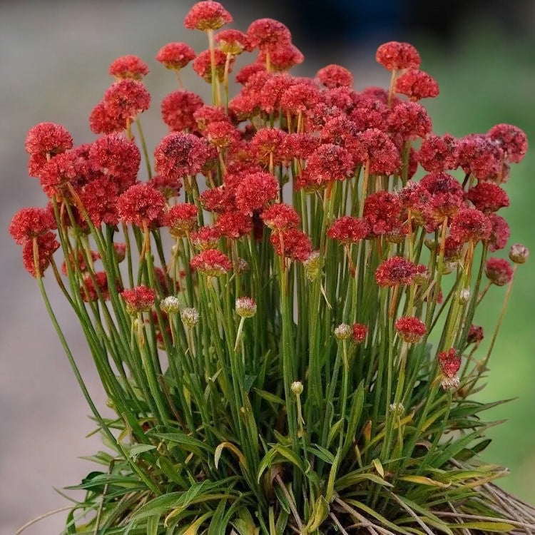 Armeria pseudarmeria 'Ballerina Red' -  Planta perena cu flori rosii globulare, pentru borduri, rocarii si gradini insorite