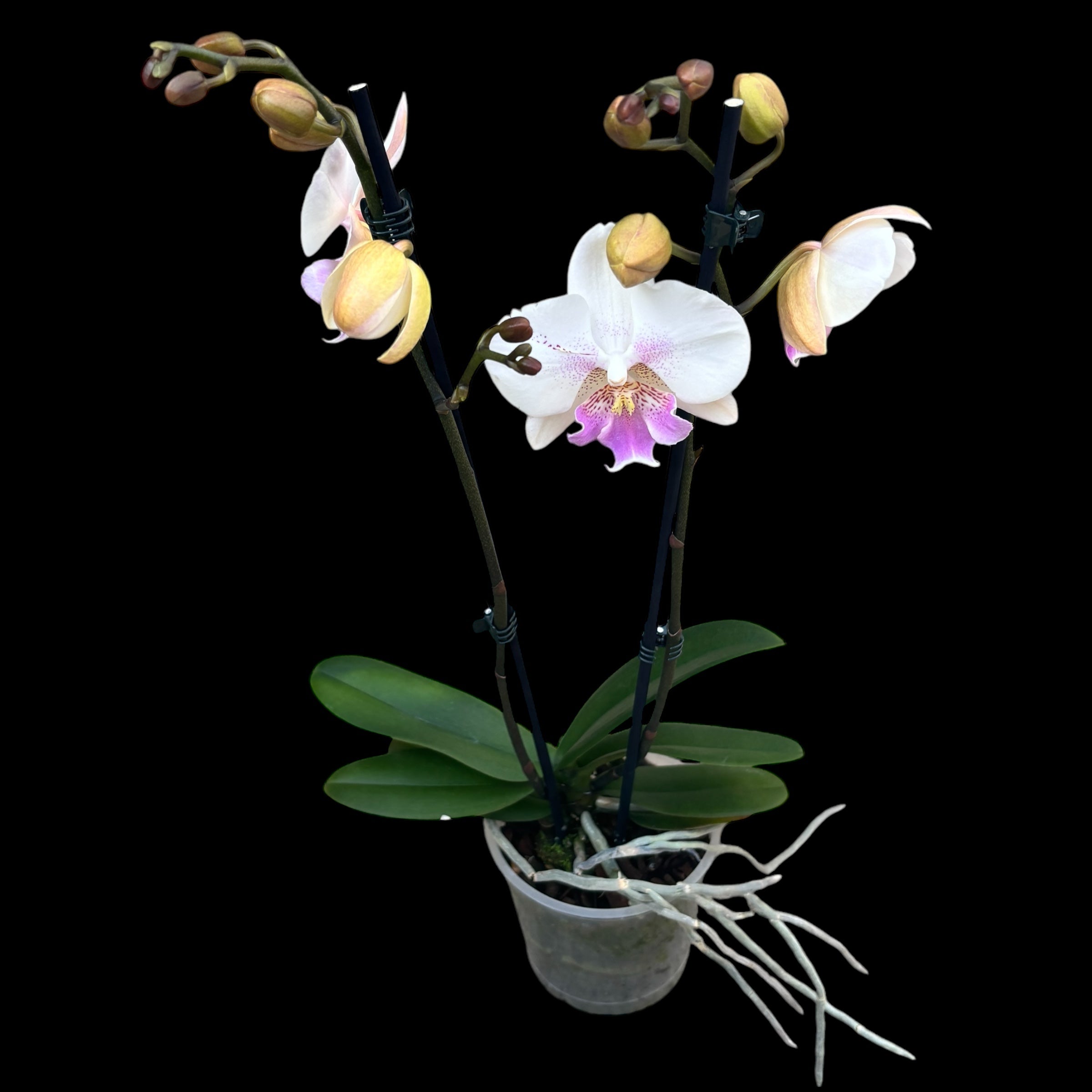 Phalaenopsis White Ebro grande labbro