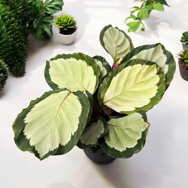 Calathea roseopicta 'Northern Lights'