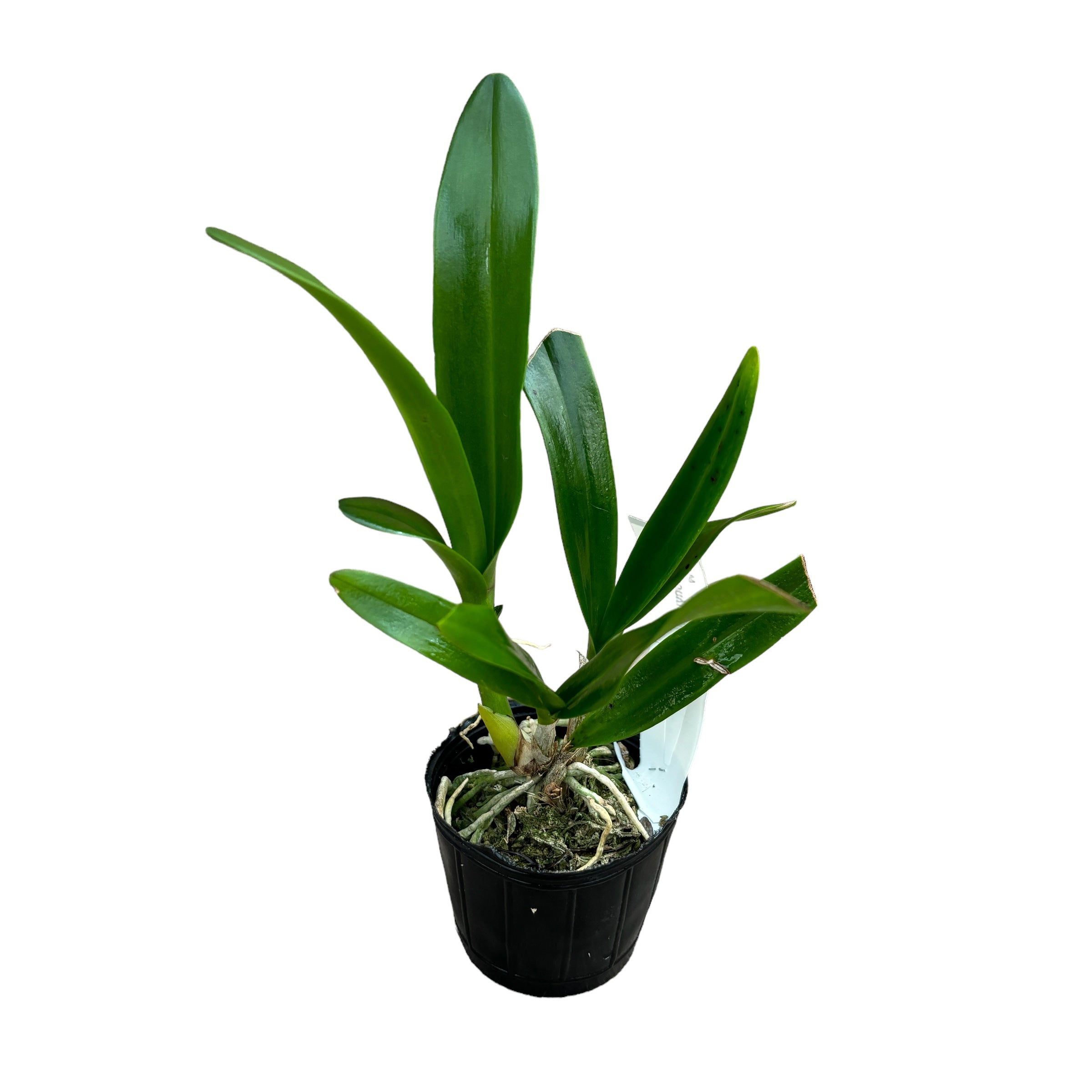 Guaricattonia Why Not 'Yellow Kitty'