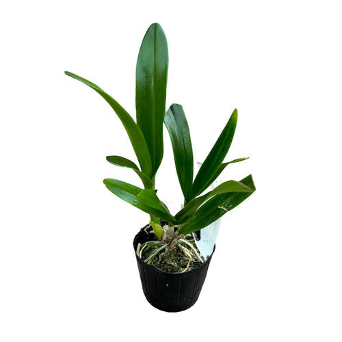 Guaricattonia Why Not 'Yellow Kitty'