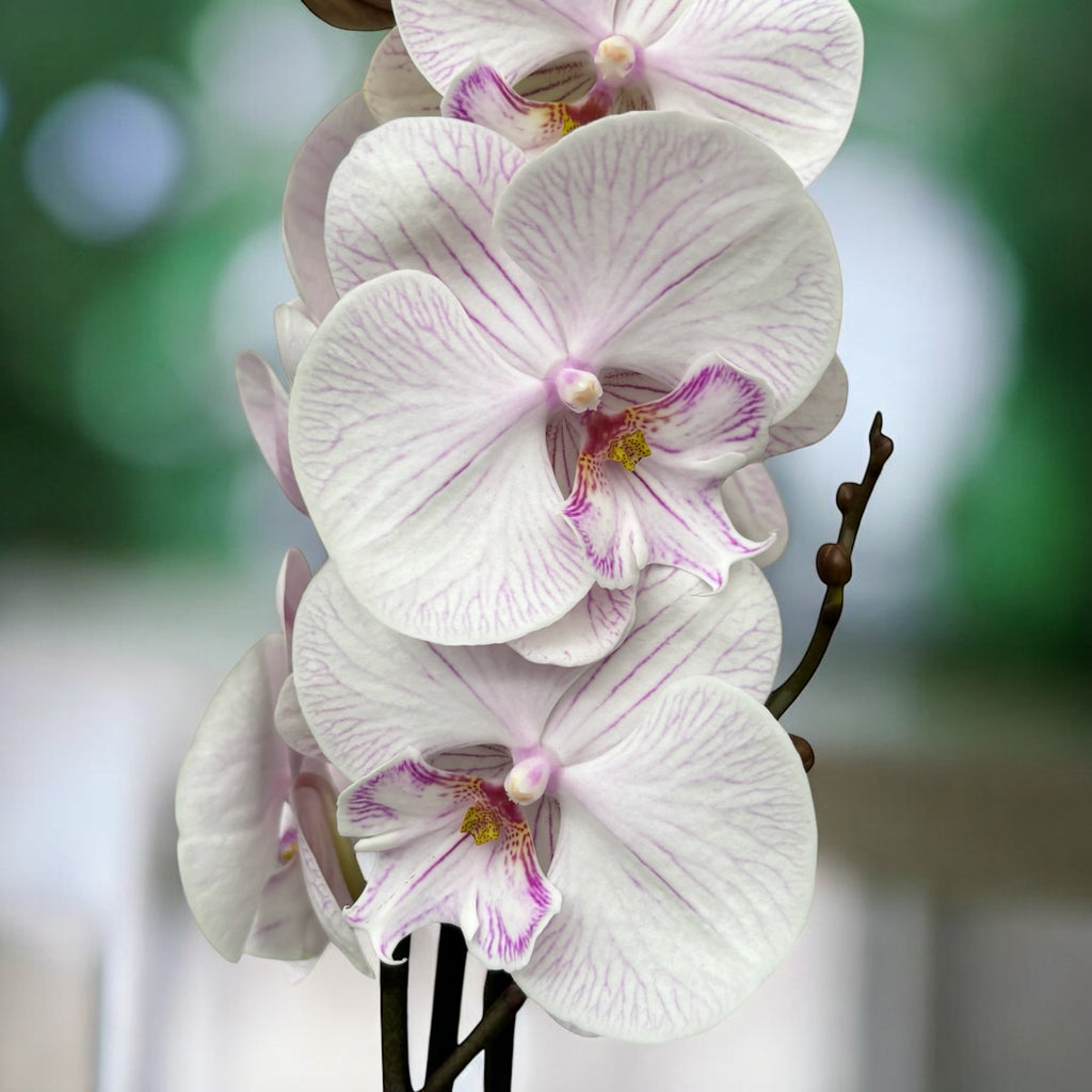 Phalaenopsis 'Manta Ambon' große Lippe