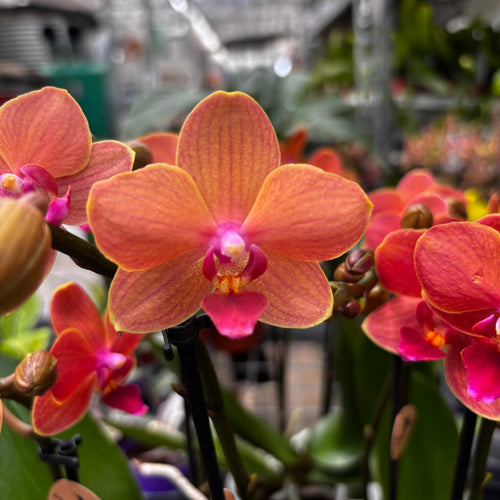 Phalaenopsis Bolzano
