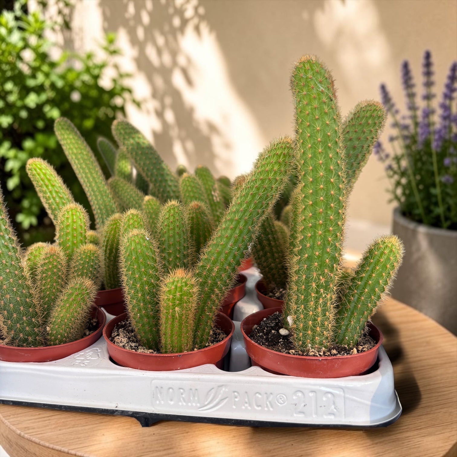 Cleistocactus winteri (Hildewintera aureispina) – Monkey’s Tail Cactus, a cactus with trailing stems and spectacular flowers
