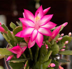Schlumbergera ‘Cyber Pink’ (craciunita roz) - exemplare XL