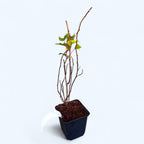 Kiwi - Actinidia arguta 'Geneva' (mini-kiwi) D9