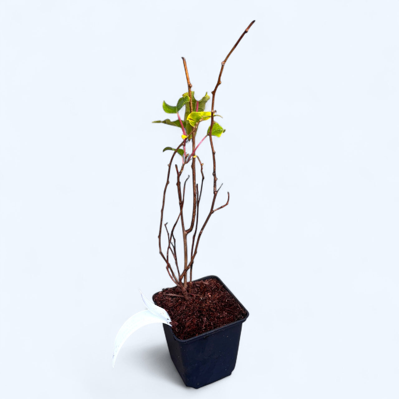 Kiwi - Actinidia arguta 'Geneva' (mini-Kiwi) D9