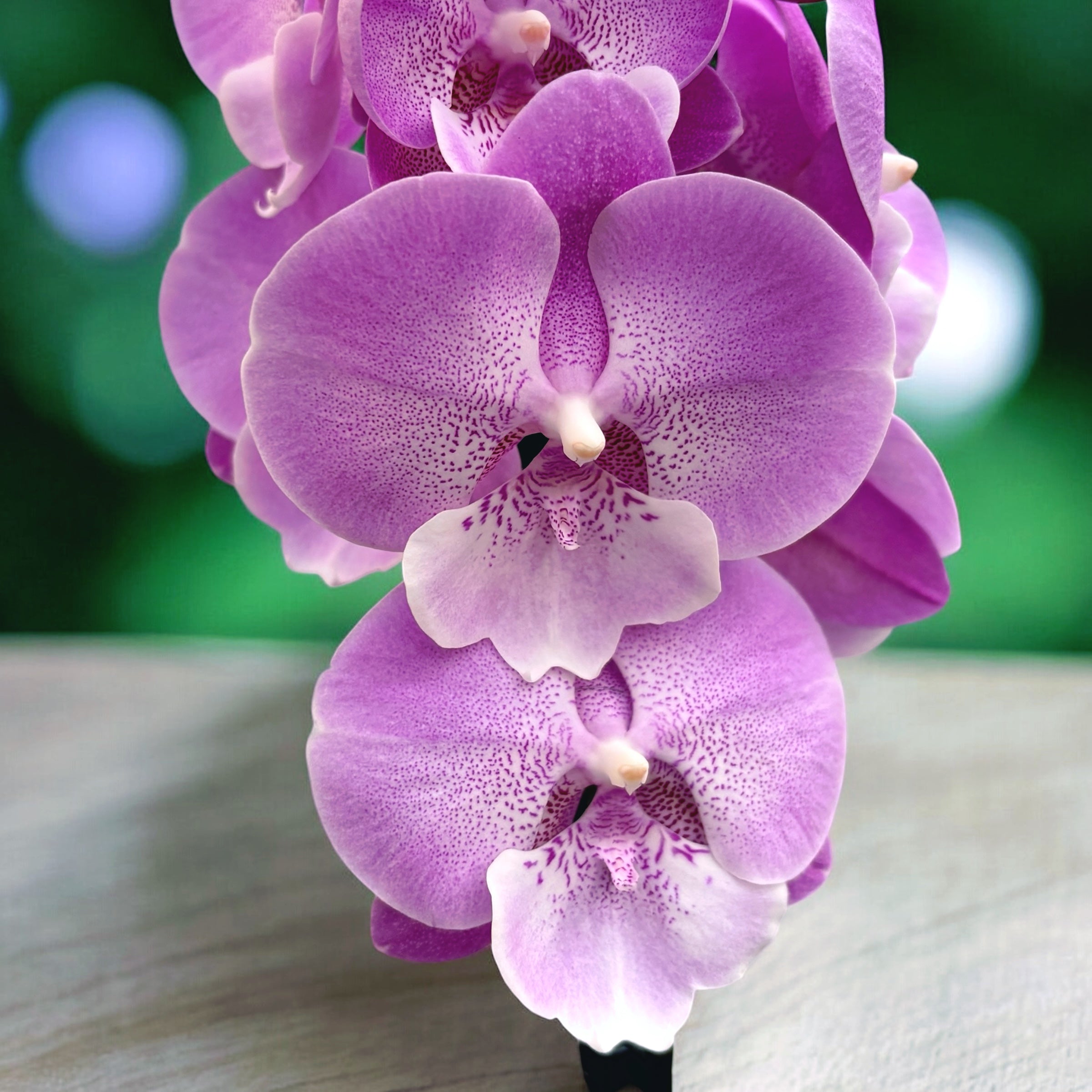 Phalaenopsis 'Charming Julie’ big lip