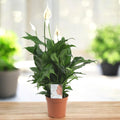 Peace Lily - Spathiphyllum H85 cm
