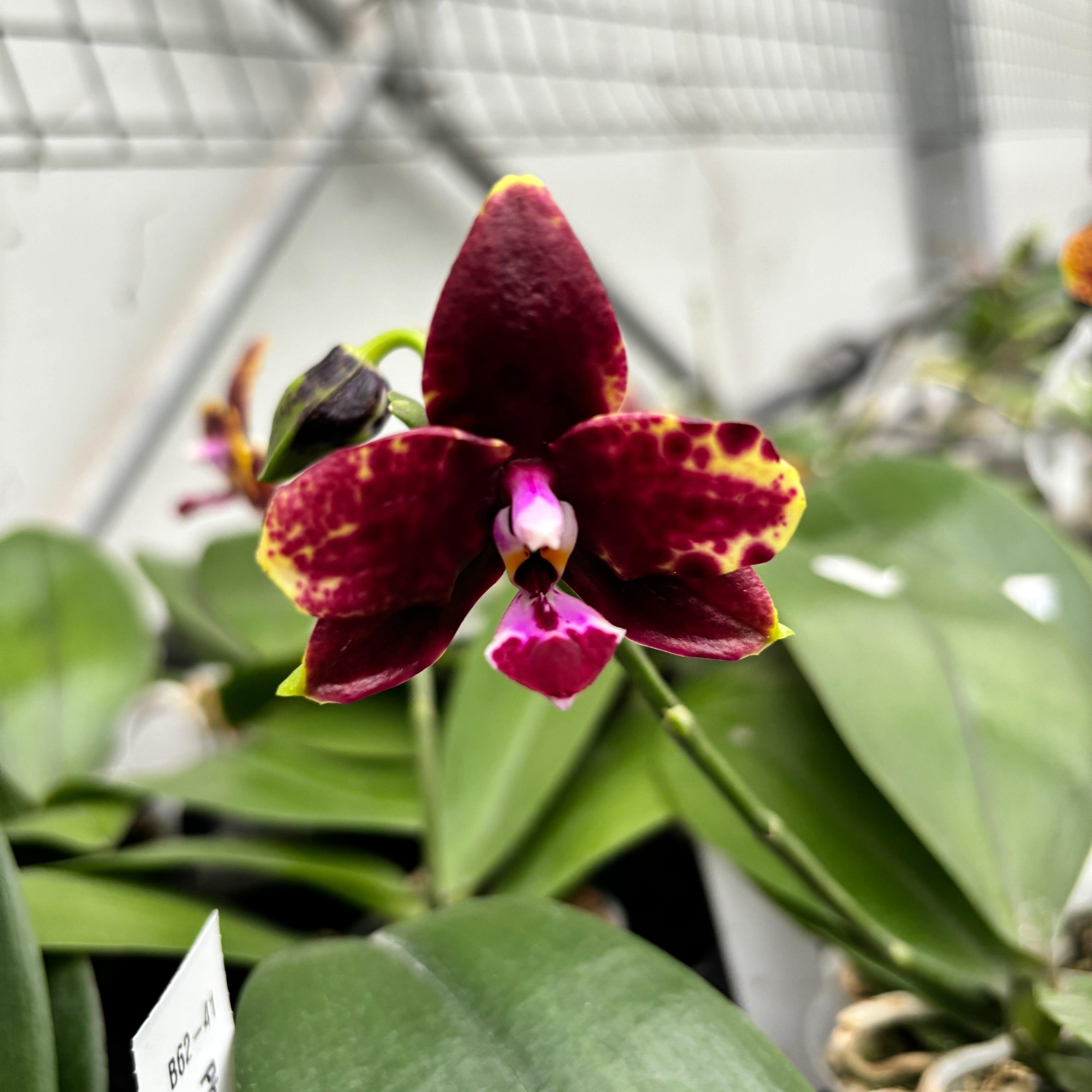 Phalaenopsis Allura 'Voodoo' *geparfumeerd