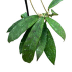 Hoya scortechinii 'Pink' (Hoya sp. UT-001) D12