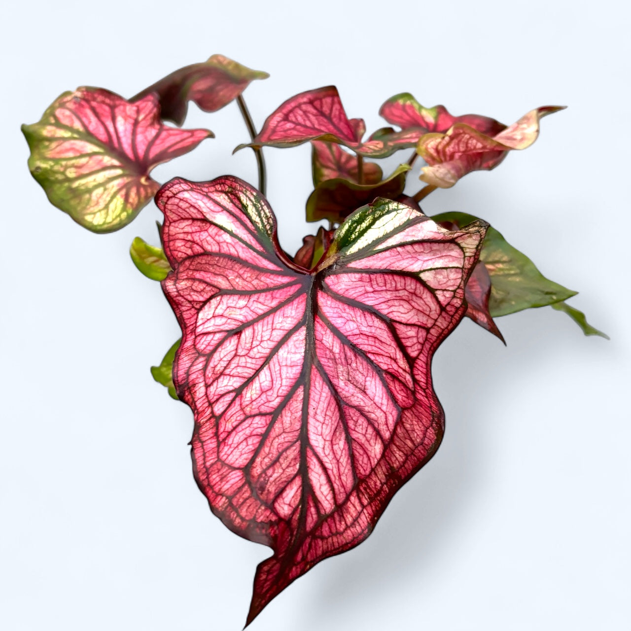 Caladium ‘Puppy Love’ - frunzis romantic in nuante de roz si verde pastel