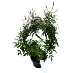 Jasminum polyanthum (iasomie chinezeasca - flori parfumate)