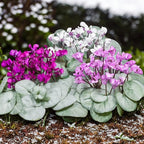 Cyclamen coum 'Silver Leaf' Vaaleanpunainen/Valkoinen - talven koru hopeanvärisillä lehdillä