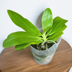 Phalaenopsis speciosa 'Purple'