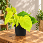 Philodendron scandens 'Micans Lime'
