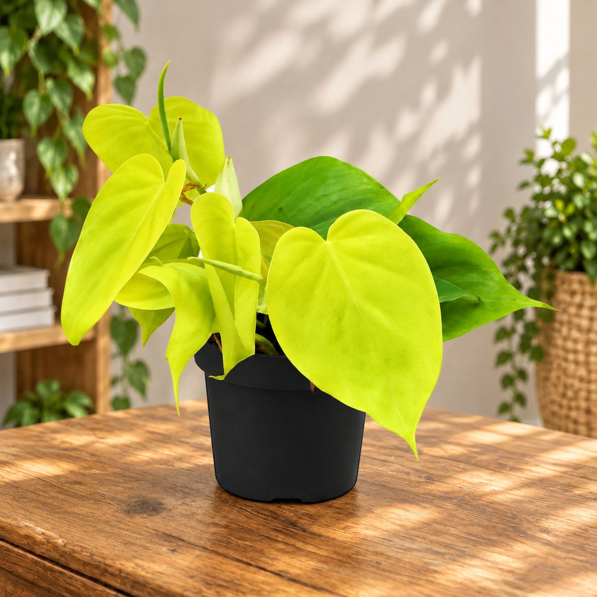 Philodendron scandens 'Micans Lime'