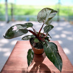 Philodendron 'Pink Princess' D12