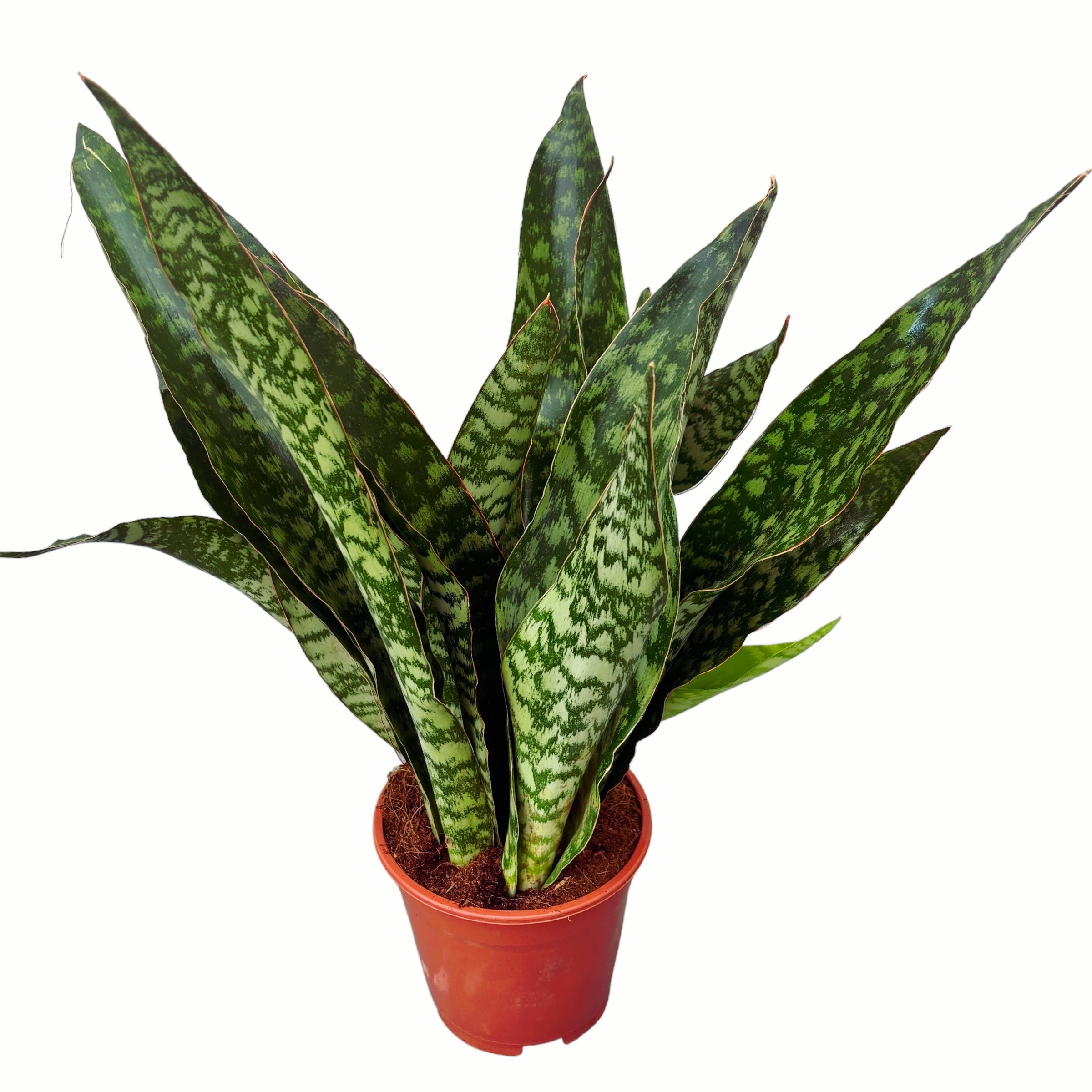 Sansevieria aubrytiana ‘Dragon’ – frunzis grafic cu nuante verzi si eleganta sculpturala