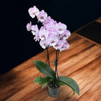 Phalaenopsis GC Reyoung Freckle (Duża warga)