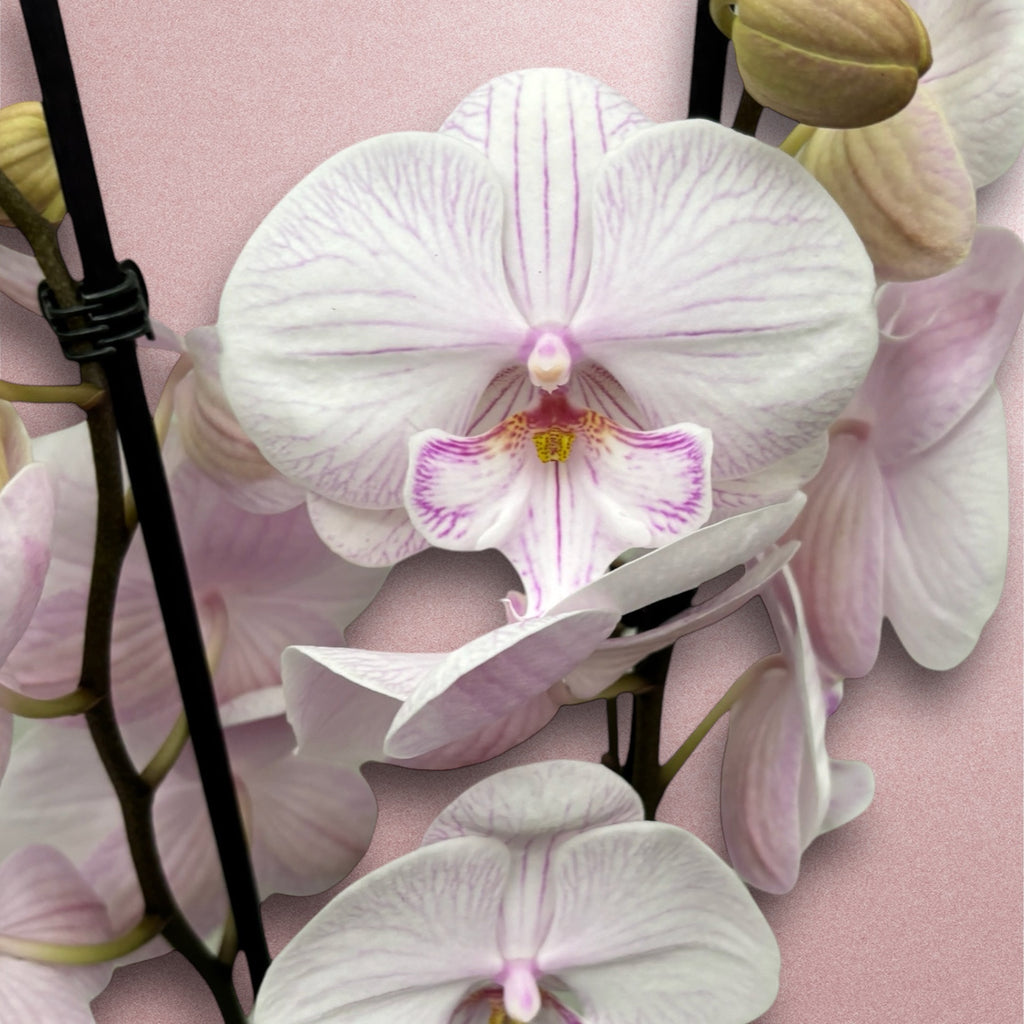 Phalaenopsis 'Manta Ambon' große Lippe