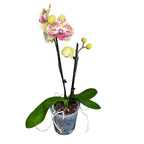 Phalaenopsis Mariola