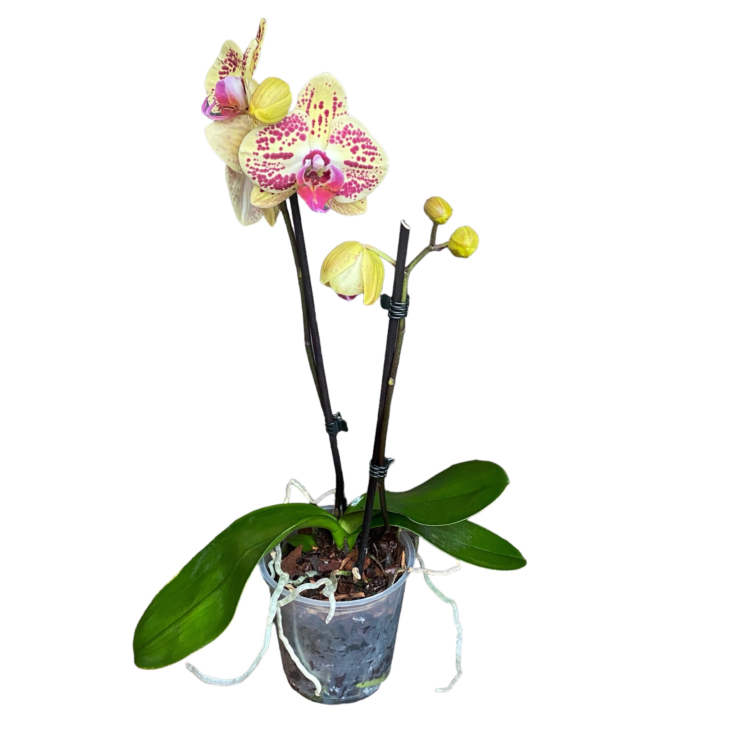 Phalaenopsis Mariola