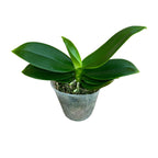 Phalaenopsis Younghome Sweety × Sogo Yenlin (pelorica)