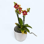 Phalaenopsis Rising Sun - illatos pelóriavirágok