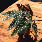 Begonie Maculata 'Silverspot' (Punkte Silber)