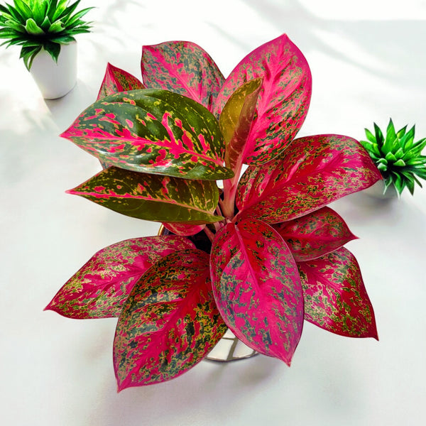 Aglaonema ‘Stardust’