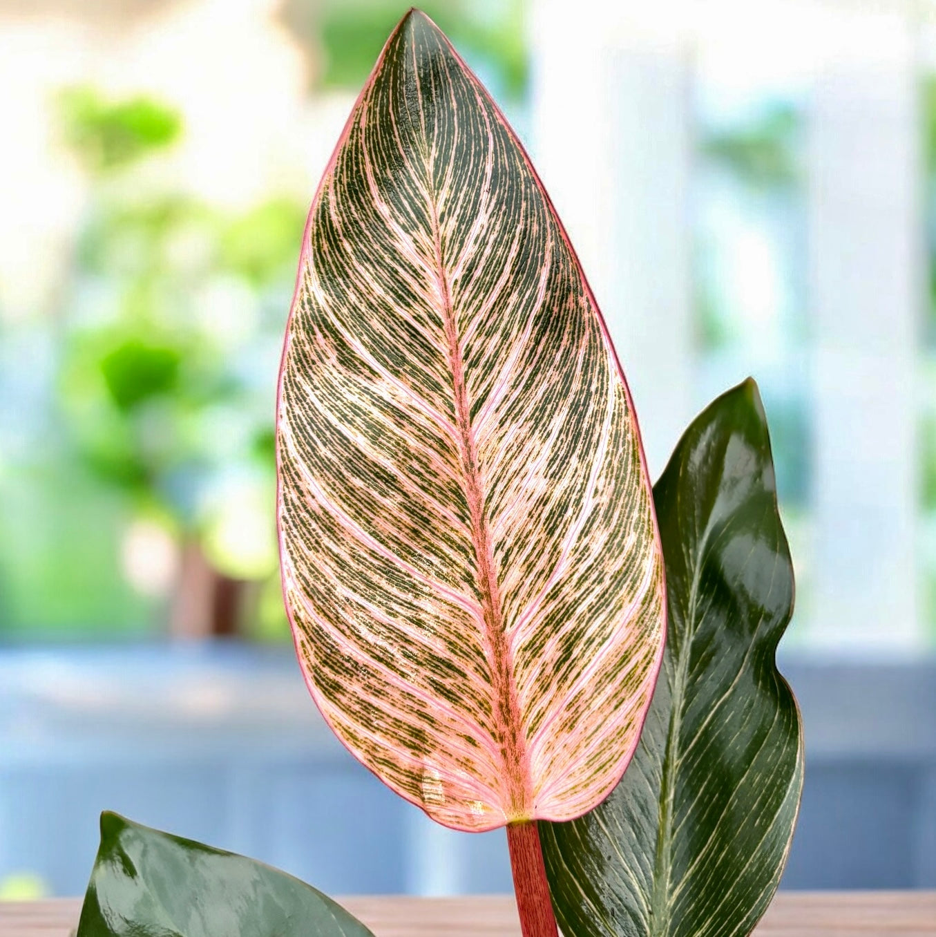Philodendron 'Pink Birkin' – frunzis exotic in dungi roz